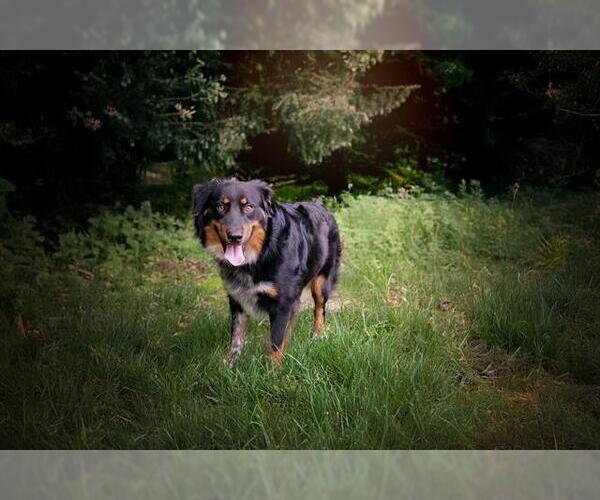 Medium Photo #1 Australian Shepherd Puppy For Sale in Belleville, IL, USA