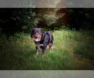 Australian Shepherd Dogs for adoption in Belleville, IL, USA