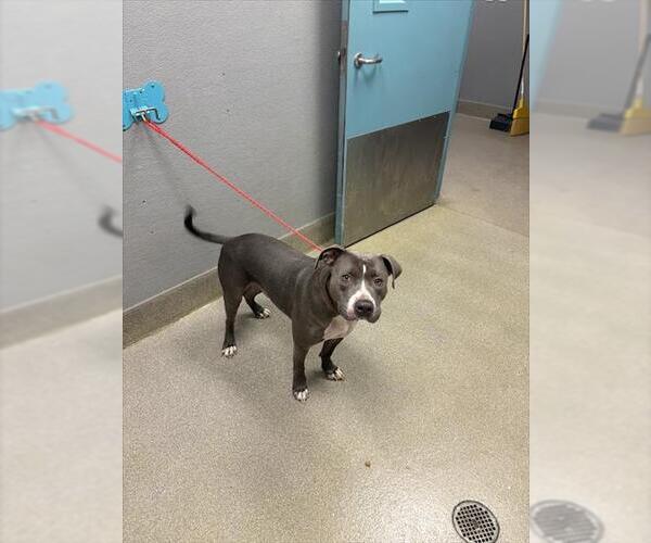 Medium Photo #1 Mutt Puppy For Sale in Las Vegas, NV, USA