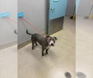 Mutt Dogs for adoption in Las Vegas, NV, USA