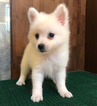 Small Photo #2 Japanese Spitz Puppy For Sale in SAN FRANCISCO, CA, USA