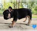 Small #4 French Bulldog