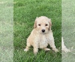Small Photo #2 Goldendoodle Puppy For Sale in CORPUS CHRISTI, TX, USA