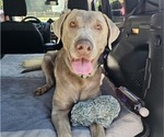 Small Photo #1 Labrador Retriever Puppy For Sale in MOUNT VERNON, WA, USA
