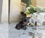 Puppy Groot Yorkshire Terrier