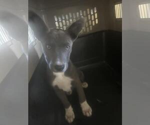 Mutt Dogs for adoption in Santa Cruz, CA, USA