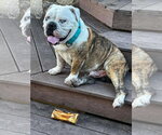 Small #1 Bulldog