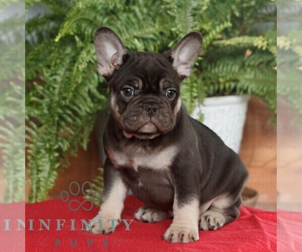 Medium Photo #3 French Bulldog Puppy For Sale in RONKS, PA, USA