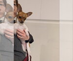 Small #4 Taco Terrier