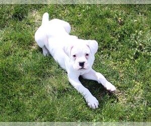 American Pit Bull Terrier Puppy for sale in SHIPSHEWANA, IN, USA