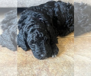 Goldendoodle Puppy for Sale in HOUSTON, Texas USA