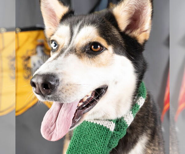 Medium Photo #4 Mutt Puppy For Sale in Rowlett, TX, USA