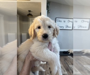 English Cream Golden Retriever-Goldendoodle Mix Puppy for sale in AUBURN, CA, USA