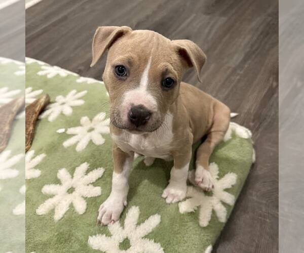 Medium Photo #1 American Staffordshire Terrier-Unknown Mix Puppy For Sale in Newfield, NJ, USA