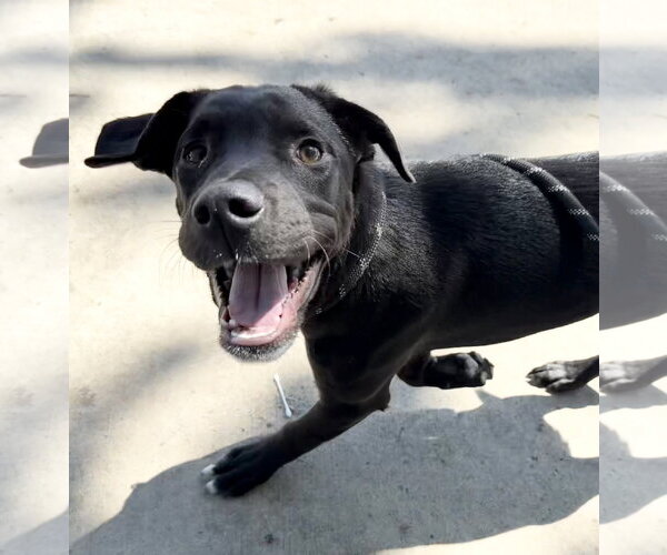 Medium Photo #4 Mutt Puppy For Sale in Sanford, FL, USA