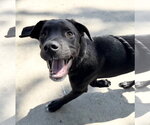 Small #3 Mutt