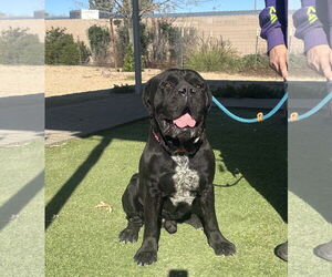 Mutt Dogs for adoption in Goodyear, AZ, USA