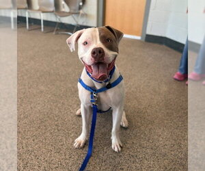 Mutt Dogs for adoption in Boston, MA, USA