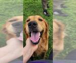 Small Golden Retriever Mix