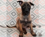 Small Photo #17 Belgian Malinois Puppy For Sale in CORNING, CA, USA