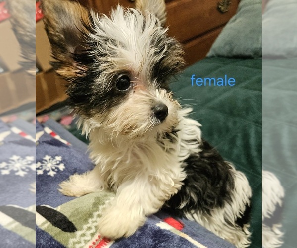 Medium Photo #3 Yorkshire Terrier Puppy For Sale in CONKLIN, NY, USA