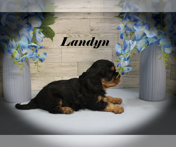 Medium Photo #12 Cavalier King Charles Spaniel Puppy For Sale in CHANUTE, KS, USA