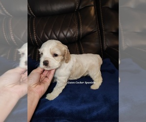 Cocker Spaniel Puppy for Sale in ALFORD, Florida USA