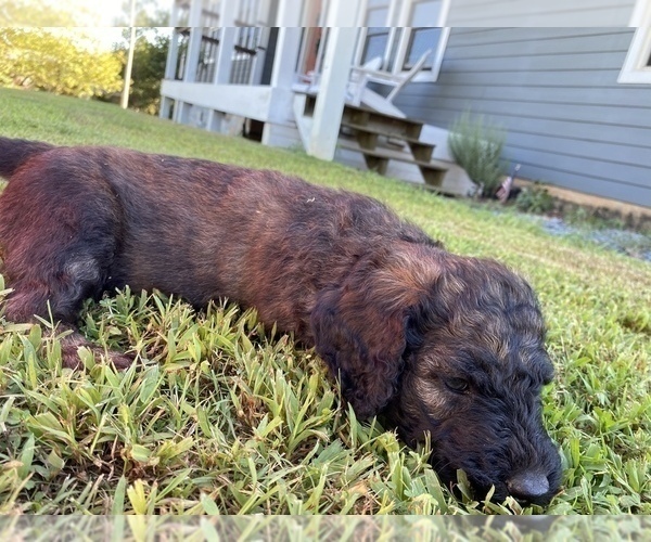 Medium Photo #8 Goldendoodle Puppy For Sale in DENTON, NC, USA