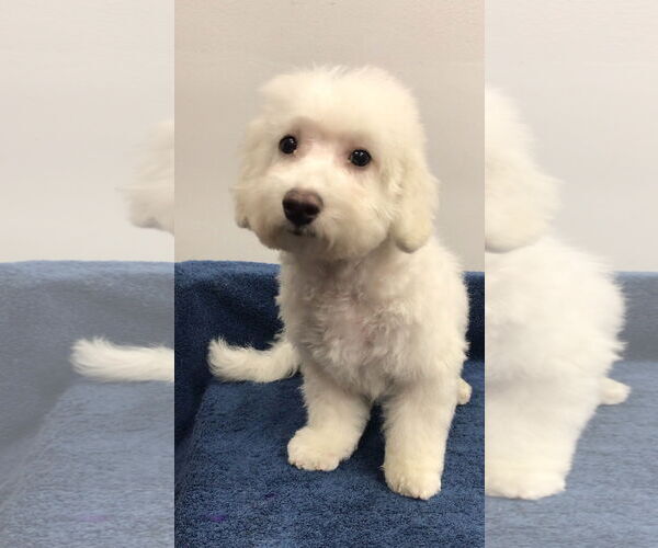 Medium Photo #5 Bichon Frise Puppy For Sale in Lincolnwood, IL, USA