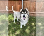 Small Siberian Husky