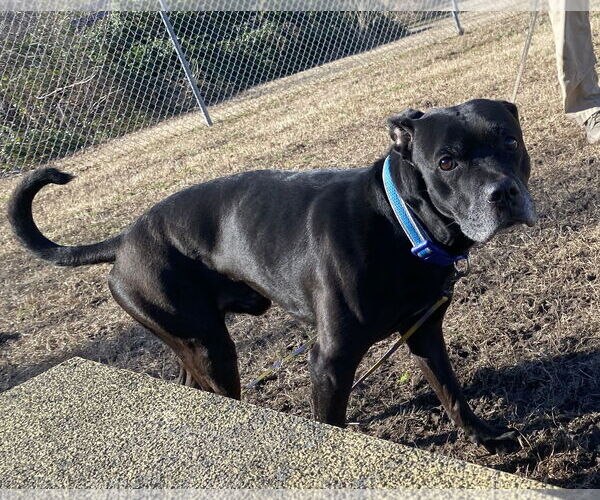 Medium Photo #5 Labrador Retriever-Unknown Mix Puppy For Sale in Virginia Beach, VA, USA