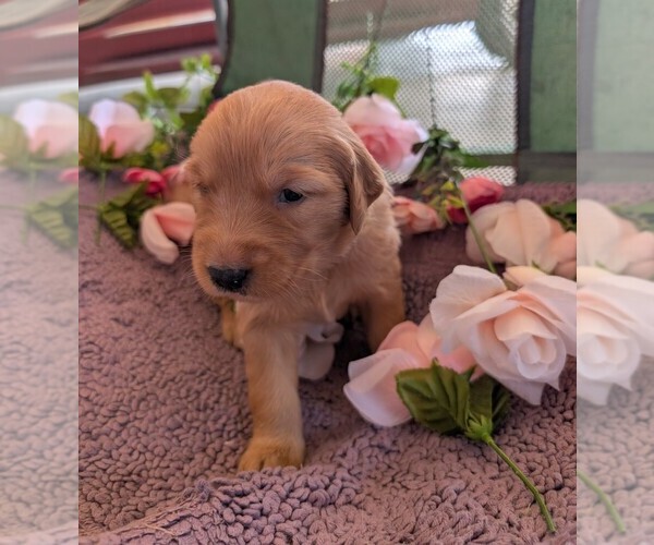 Medium Photo #9 English Cream Golden Retriever Puppy For Sale in DOLORES, CO, USA