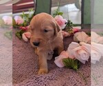 Small #8 English Cream Golden Retriever