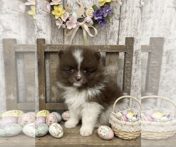 Medium Photo #1 Pomeranian Puppy For Sale in PEEBLES, OH, USA
