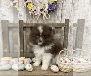 Pomeranian Puppy for sale in PEEBLES, OH, USA