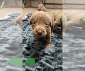 Labrador Retriever Puppy for sale in SHELLEY, ID, USA