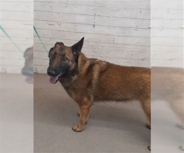 Medium Photo #1 German Shepherd Dog Puppy For Sale in San Bernardino, CA, USA