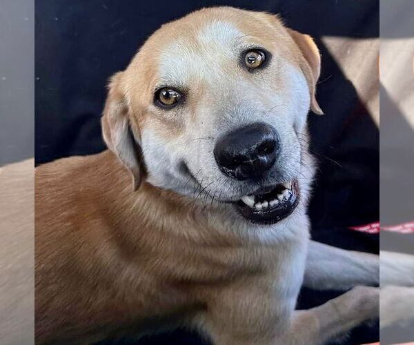 Medium Photo #4 Mutt Puppy For Sale in Canton, CT, USA