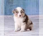 Small Photo #14 Australian Shepherd Puppy For Sale in ROBERTS, IL, USA