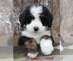 Small Photo #1 Bernese Mountain Dog Puppy For Sale in MARTINSVILLE, IN, USA