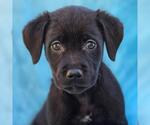 Small #1 Labrador Retriever Mix