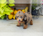 Small #2 Poodle (Miniature)