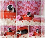 Small Photo #1 Boston Terrier Puppy For Sale in GRAND JUNCTION, CO, USA
