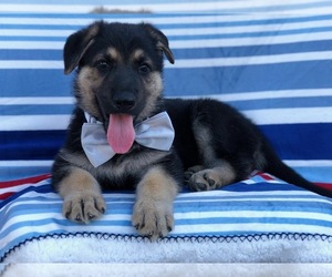 German Shepherd Dog Puppy for sale in RISING SUN, MD, USA