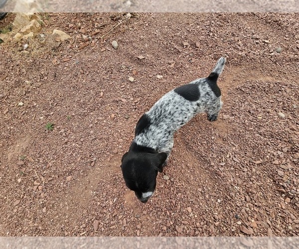 Medium Photo #6 German Shorthaired Pointer Puppy For Sale in EVANSVILLE, WY, USA