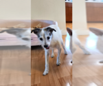 Small #1 Mutt