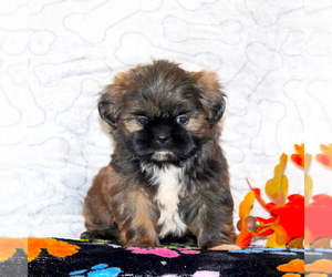 Shih Tzu Puppy for sale in MANHEIM, PA, USA