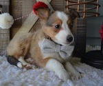 Small Photo #5 Shetland Sheepdog Puppy For Sale in HONEY BROOK, PA, USA