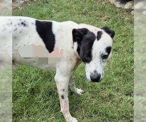 Labrador Retriever-Unknown Mix Dogs for adoption in San Antonio, TX, USA