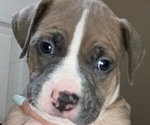 Puppy King American Bully